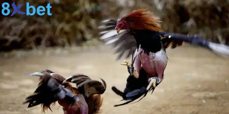 Đá gà mạng trực tiếp cung cấp những trận đấu vô cùng hấp dẫn