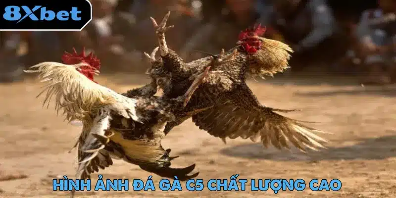 Đá Gà Trực Tiếp C5 - Trải Nghiệm Cược Hot Nhất 2025 3 Hình ảnh sắc nét chuẩn HD là điểm thu hút khi trải nghiệm đá gà trực tiếp C5
