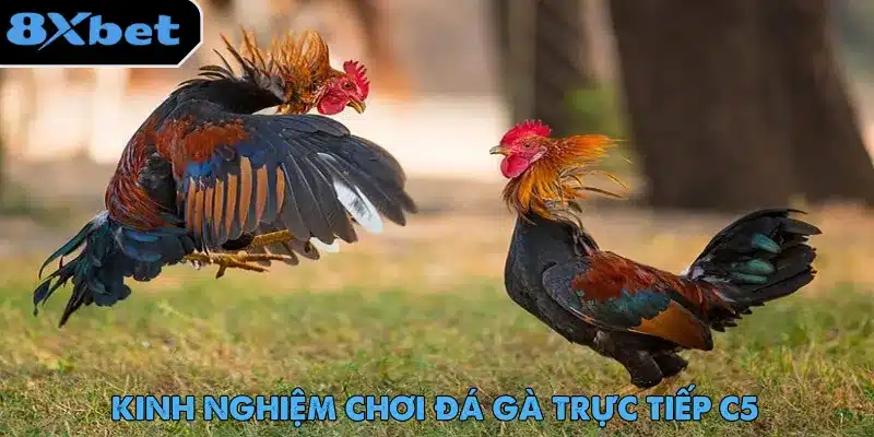 Đá Gà Trực Tiếp C5 - Trải Nghiệm Cược Hot Nhất 2025 5 Đá gà trực tiếp C5 cùng những mẹo hay dành cho tân binh cá cược